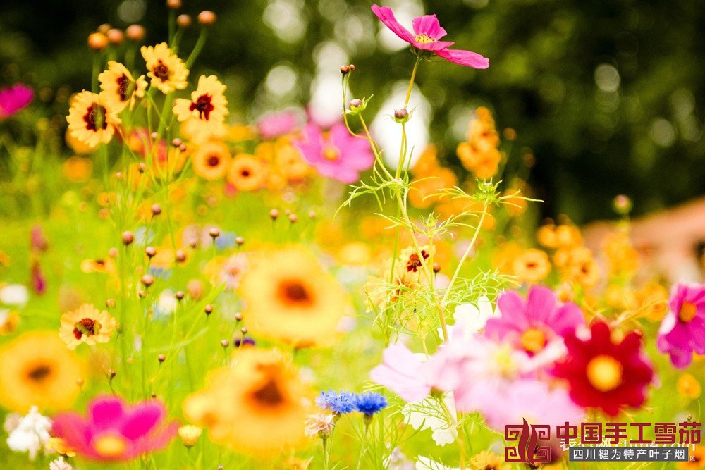 flower-meadow-20392-20902-hd-wallpapers.jpg