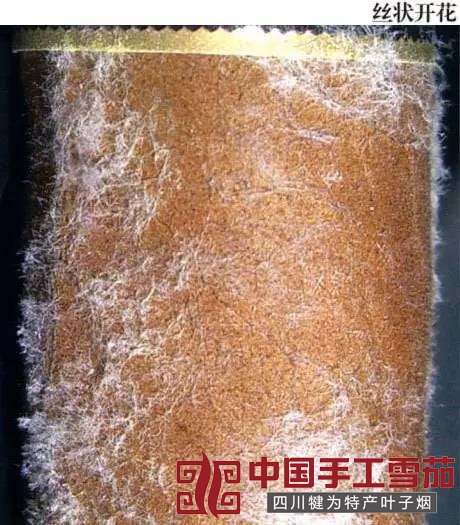 雪茄茄衣上的各色斑点是怎么回事?