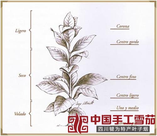 四川的叶子烟和雪茄有什么区别？