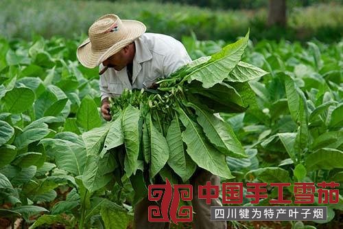 四川的叶子烟和雪茄有什么区别？